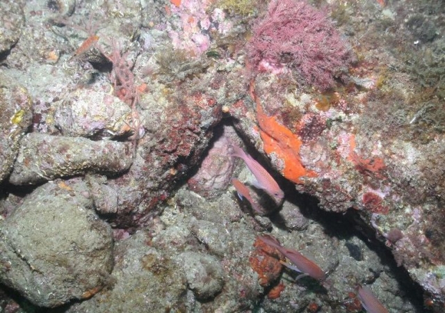  Bucear en un entorno natural con SCPB